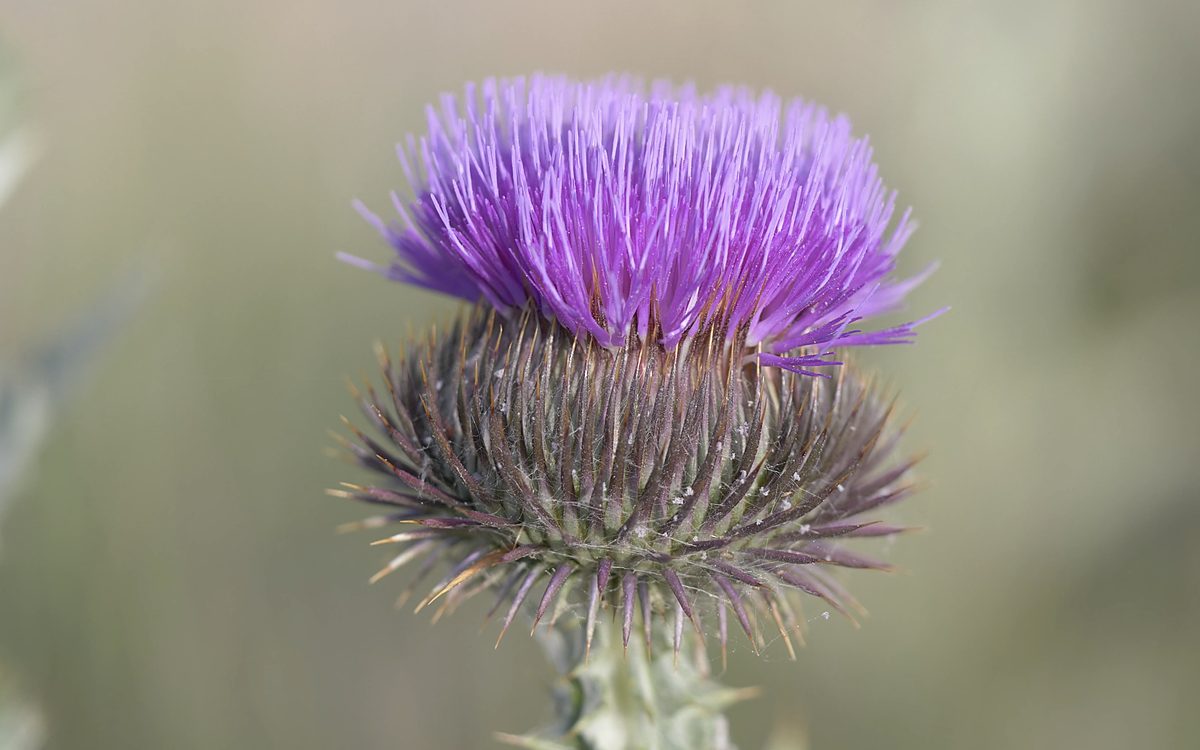 Thistle flower head, close up