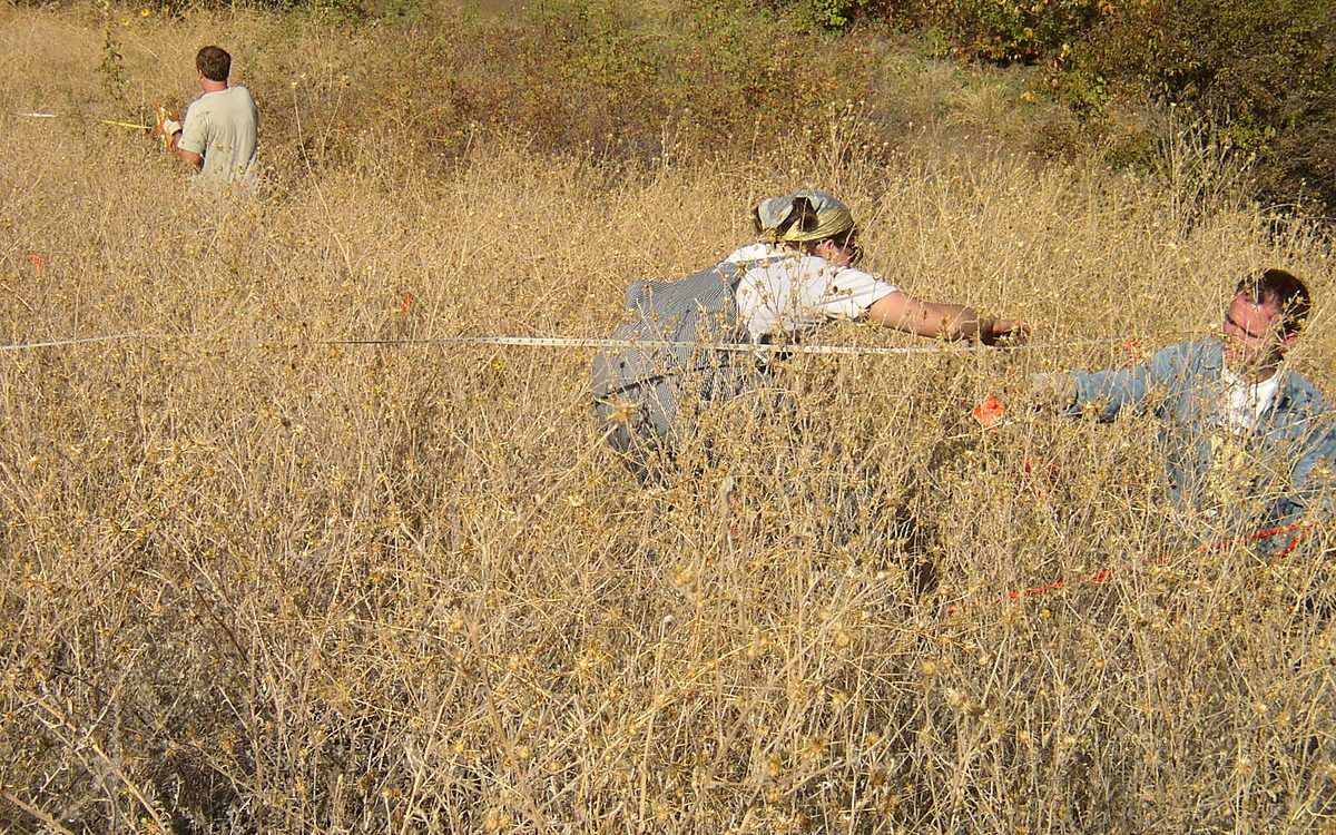 Crew reading a monitoring transect at a biocontrol release site