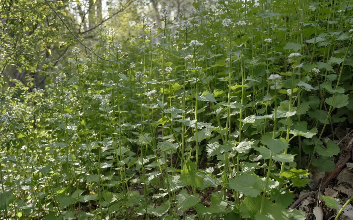 Garlic mustard in flower under a stand of trees