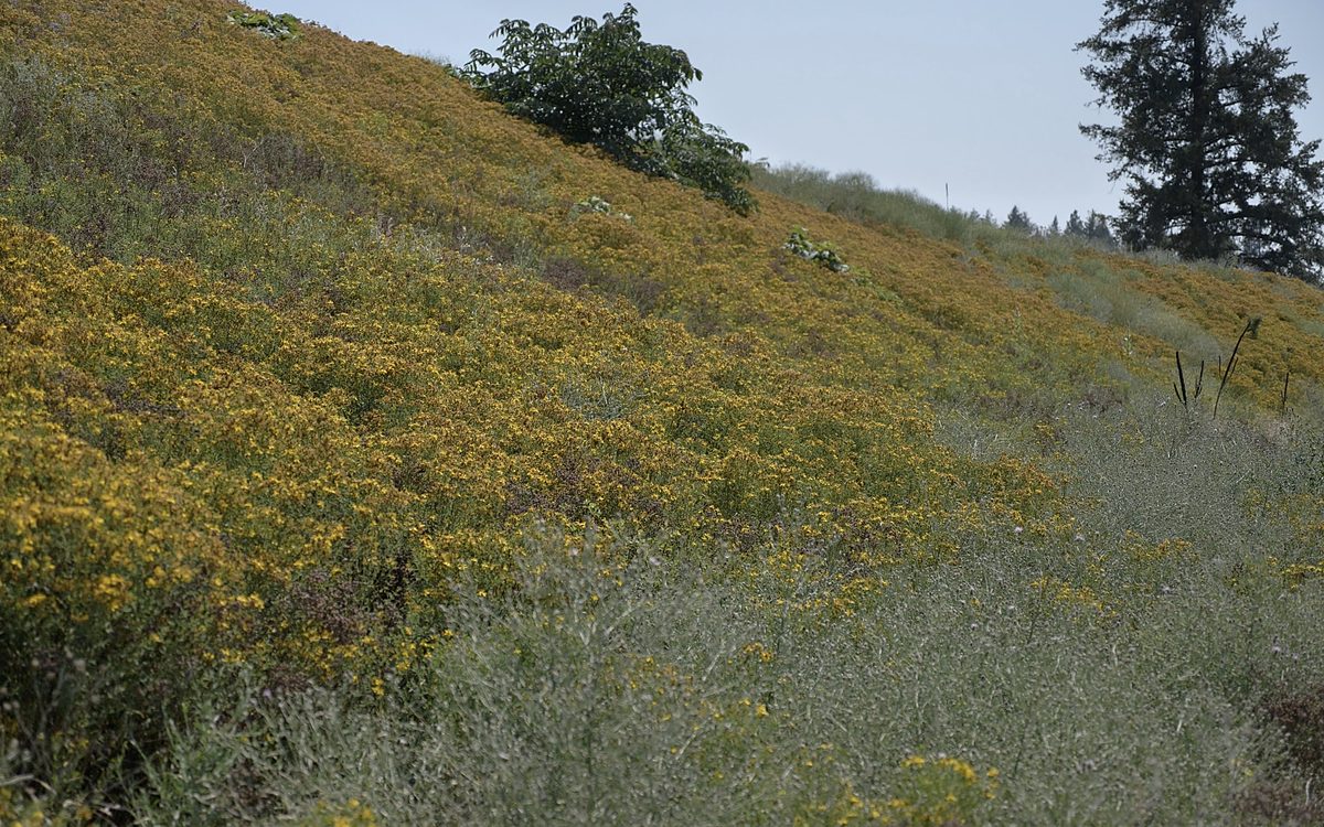 Yellow-flowered weed infestation across a Utah hillside