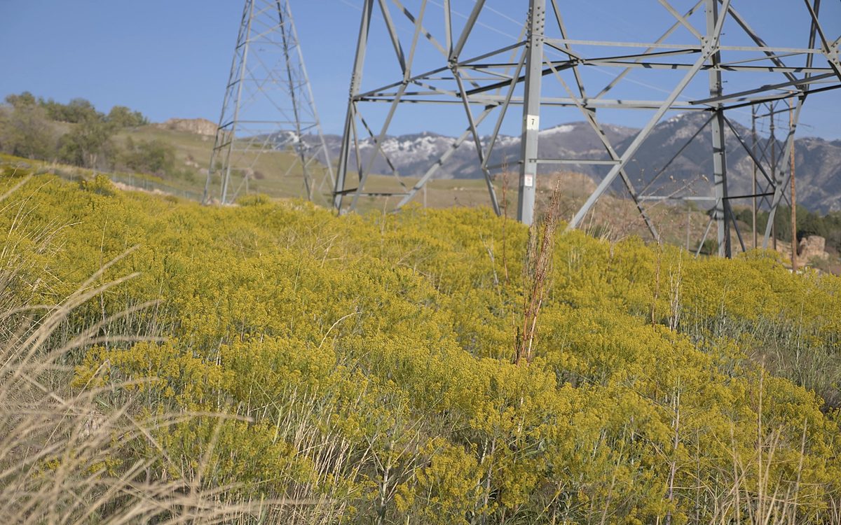 Weeds in flower beneath transmission towers