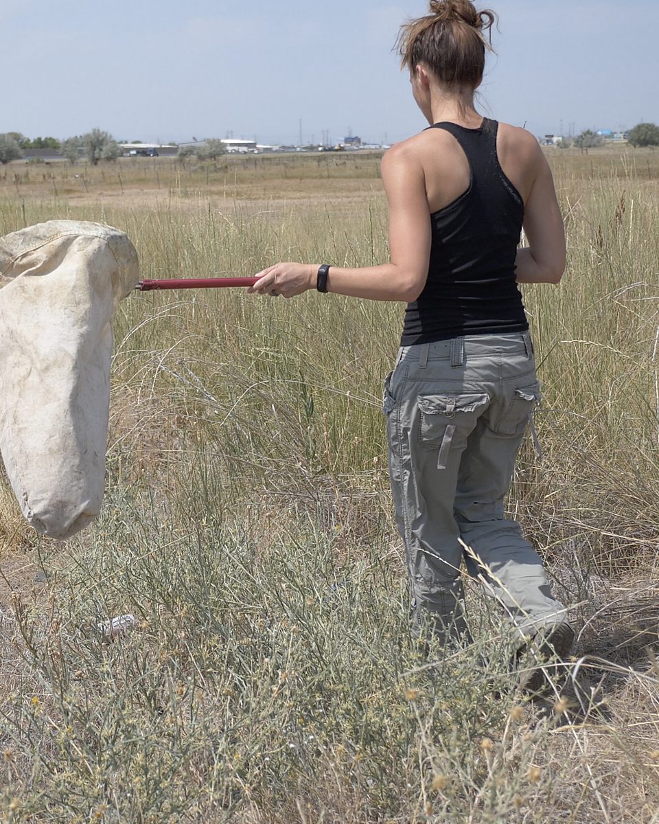 Rachel Winston sweep-netting for biocontrol agents in a field